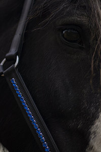 Licou équestre en cuir noir et bleu clair, fabricant de licou en cuir de cheval - Product Image 4