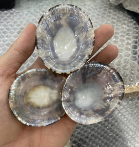 Polished Limpet Shell for <b>Candle</b> <b>Holders</b> <b>Mirror</b> Frames and Beach Style Crafts - Product Image 4