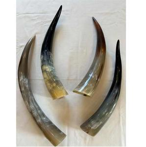 ตัวเขาวัวยาว32นิ้วของตกแต่งรูปสัตว์งานฝีมือสไตล์ทะเลขัดเงาแบบคู่พรีเมี่ยม - Product Image 4