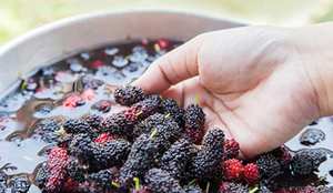 MÛRIES SÉCHÉES BIOLOGIQUES/ANTI-INFLAMMATOIRE/ÉTIQUETTE PROPRE/À BASE DE VÉGÉTAL - Product Image 5