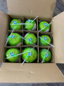 Coco Fresco Joven de Primera Calidad, con Cáscara Entera, Forma de Diamante, Piel Verde, 70-90 Días de Vida Útil, Calidad de Exportación Ben Tre - Product Image 3