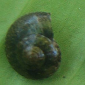 Joyería de Conchas Marinas de Indonesia, Pintadas con Motivos Animales, Forma Natural, Tamaño Pequeño 1-2cm, Conchas Pulimentadas - Product Image 1