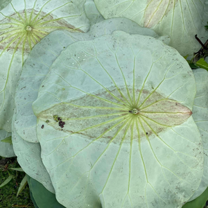 Productos Alimenticios Envasados en Hoja de Loto Fresca de Alta Calidad de un Fabricante Vietnamita Líder - Product Image 1