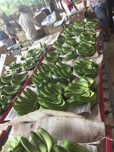 Vente en gros de bananes cavendish fraîches de qualité supérieure toute l'année type cavendish bons prix au Vietnam pour l'exportation - Product Image 4