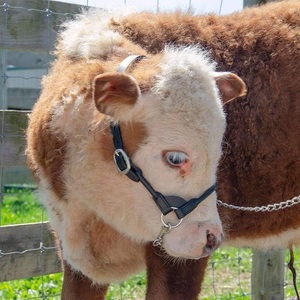 Cabestro de Cuero Redondo de Primera Calidad, Nuevo y Mejorado, con Cadena a Juego - Product Image 2