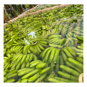 Plátano Cavendish Verde Fresco - Plátano Fresco - Frutas y Verduras Frescas de Buena Calidad de Vietnam - Product Image 6