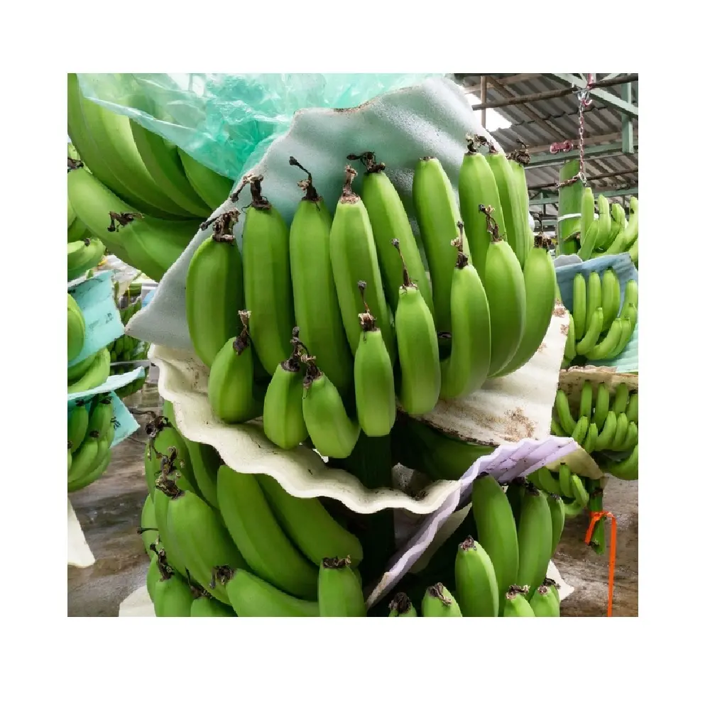Premium price competitive quality grade manufacture bananas wholesale Fresh Banana VIDA FARM from Vietnam