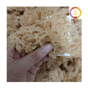 สาหร่ายคอตตอนชนิดอินทรีย์100เปอร์เซ็นต์ของสาหร่ายแห้งจากเวียดนามซูเปอร์ฟู้ดสำหรับการส่งออก - Product Image 3