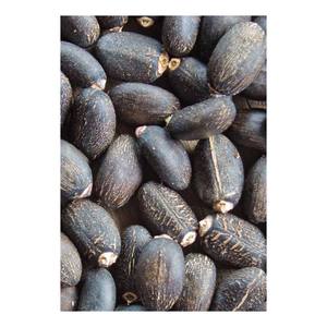 Fournisseur en gros de qualité supérieure de graines de jatropha naturelles séchées 100% à vendre - Product Image 4