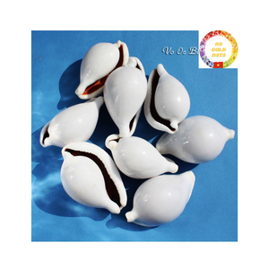 Conchas de cauri blancas secas y limpias de Vietnam, venta al por mayor de conchas marinas de alta calidad para decoración de bodas y arte costero - Product Image 2