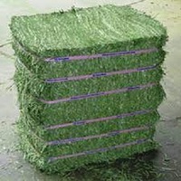 Foin d'alfalfa séché de haute qualité, cubes, aliments déshydratés, alimentation animale pour bovins, chevaux, porcs, poissons, chiens, qualité alimentaire, 25 kg/sac
