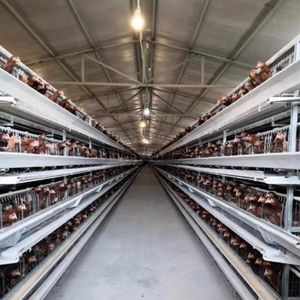 Fourni Bonne Qualité Coop Corée du Sud Poulailler Poulailler Elevage de Poulet Poulailler en Bois avec Boîte Oeuf Inférieur Cassé Taux 62 - Product Image 4