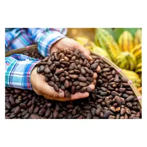 Kwaliteit Zongedroogde Cacaobonen/Cacaoboon