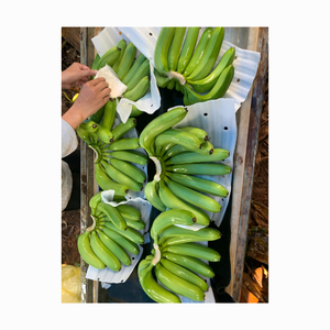 Bananes Cavendish fraîches du Vietnam récoltées avec un bon choix Bananes fraîches Fruits tropicaux Meilleur fournisseur 99GD Banane fraîche - Product Image 4
