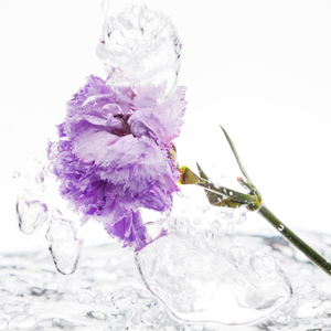 Plant Retinol Cream (Bakuchiol) ODM / OBM desarrollado y formulado en Corea crema antienvejecimiento - Product Image 2