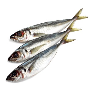 Vendedor mayorista de pescado macarela española entera congelada a precio económico - Product Image 5