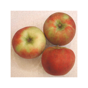 Pomme rouge biologique cultivée à la ferme, fruits frais et propres pour les distributeurs mondiaux, les grossistes et les importateurs de produits agricoles - Product Image 5