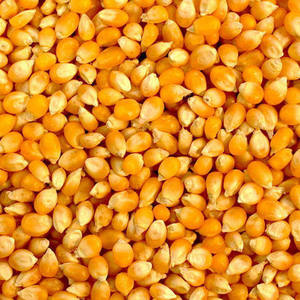 Maïs jaune de qualité supérieure Exportation en vrac disponible avec le meilleur taux du marché Maïs jaune offert directement par un fournisseur vérifié - Product Image 4