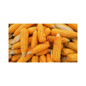 Maíz seco amarillo y blanco para alimentación animal estilo maíz - Product Image 6