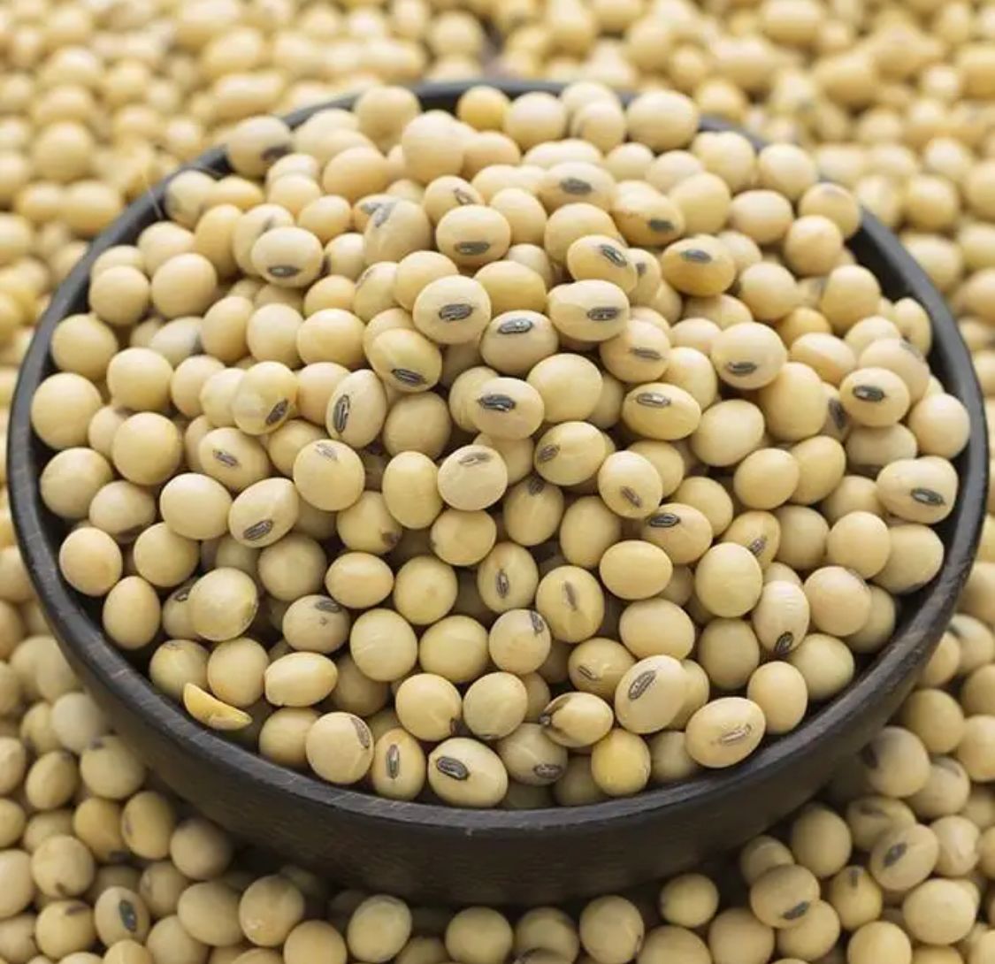 Сойя. Семена сои. Соя культурная (glycine hispida). Сухие соевые бобы. Соя дони.