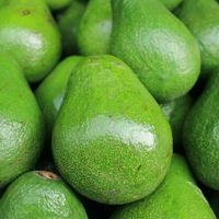 Best Verkopende Verse Avocado Groothandelsprijs Topkwaliteit Vietnamese Agrarische Producten