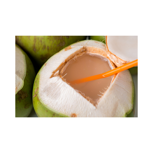 Noix de coco du Vietnam fraîches et naturelles Pure Perfection Produit agricole - Product Image 6