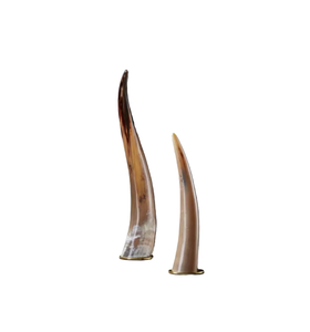 Fantástico par de cuernos de vaca decorativos con base de latón Cuerno de búfalo de alta calidad par de cuernos de decoración cruda a precio barato - Product Image 1