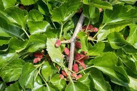 HOJAS ORGÁNICAS DE MURBERRY/RECIÉN COSECHADO/AGRICULTURA SOSTENIBLE/HECHO EN VIETNAM - Product Image 4