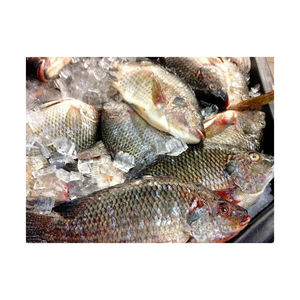 Filetes de Tilapia Congelados Calidad Premium de Exportación, Frescos Congelados e Higiénicamente Envasados - Product Image 4