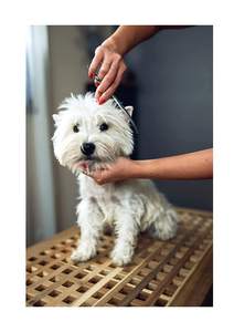 Ciseaux droits de toilettage pour animaux de compagnie, poignée en plastique pour droitier, ciseaux droits, poils de chiens de compagnie, ciseaux de toilettage, Logo personnalisé - Product Image 5