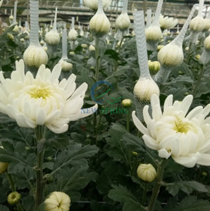 Premium Vietnamese Dried Chrysanthemum <b>Flowers</b> - Natural Floral Tea Ingredient - Product Image 6