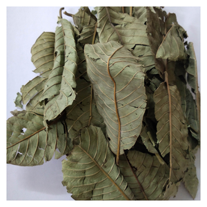 Feuille de goyave séchée en vrac du Vietnam Convient aux sachets de thé Savon fait main Soins des cheveux et plus - Product Image 4