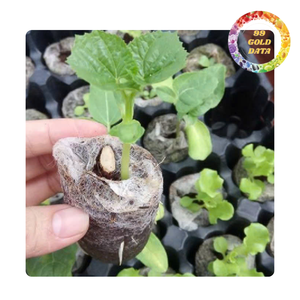 Coco <b>Coir</b> Pellets for Greenhouse Cultivation | Consistent Quality and Stable supply from Viet Nam - Product Image 2