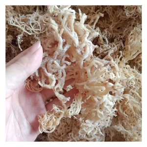 สัมผัสรสชาติของมหาสมุทรที่แท้จริงในมอสสาหร่ายทะเลของเราสาหร่ายซึ่งเป็นสาหร่ายทะเลธรรมชาติที่100% อย่างสมบูรณ์ - Product Image 1