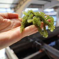 HAUTE VALEUR-RAISINS DE MER DU VIETNAM/CAVIAR VERT POUR L'EXPORTATION MONDIALE