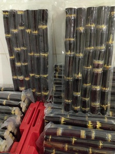 BEST SELLING canne à sucre congelée, idéale pour les magasins de boissons et les préparations de smoothies, favorisant une préparation rapide pour le service quotidien en provenance du Vietnam - Product Image 2