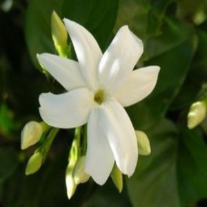 Reasonable Price Pure Jasmine Grandiflorum Absolute <b>Oil</b> Aromatherapy <b>Essential</b> <b>Oil</b> Supplier Jasmine Grandiflorum Absolute <b>Oil</b> - Product Image 6