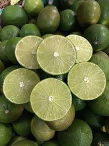 Limón Fresco de Vietnam Elaborado con Fruta de Limón Verde Premium para Producción de Jugos, Uso Culinario y Comercio Mayorista Internacional - Product Image 6