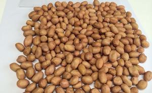 Cacahuetes blanco crudo indio Gujarat 25/50kg PP bolsa de extracción de aceite para consumo humano y animal - Product Image 2