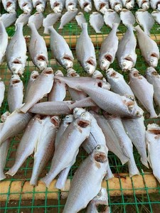 Poisson croaker séché de qualité d'exportation, fabricant de poisson croaker séché ANGLE - Product Image 6