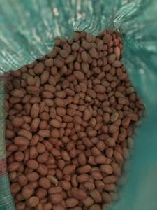 Frutos de cacahuete secos al por mayor para mercados globales con un énfasis en precios asequibles - Product Image 2