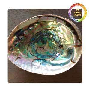 Shimmer Abalone Shells | Artículo para accesorios hechos a mano y decoración del hogar | Disponible a granel - Product Image 1