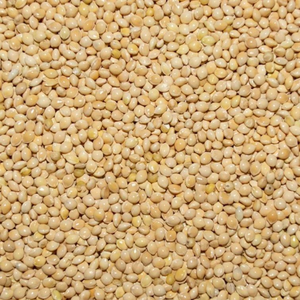 VENTES EN GROS VIETNAM MILLET GRAIN NATUREL ALIMENT SANTÉ COÛT CONCURRENTIEL - Product Image 3