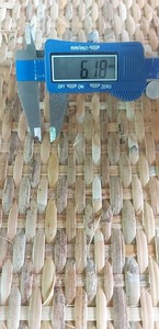 High Quality Semi-Bleached Open Mess Roll Square <b>Rattan</b> Mesh <b>Webbing</b> +84815570479 - Product Image 2