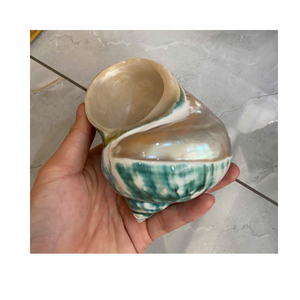 เปลือกหอยเทอร์โบขัดเงาสีเขียวเปลือกหอยธรรมชาติสำหรับเครื่องประดับงานฝีมือ - Product Image 4