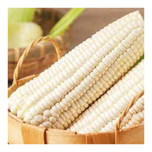 ข้าวโพดขาว Gmo คุณภาพดีที่สุดขายส่ง ผู้ผลิตสูงใหม่ วัสดุที่ดีที่สุด ด้วยอัตราราคาถูก - Product Image 2
