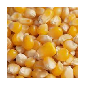 Maïs jaune sans OGM de haute qualité meilleur taux de gros de matériel du fabricant - Product Image 5