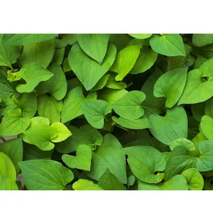 Fish Mint From Vietnam for export 100% Natural Organic Cultivation type Wholesale Hot 2022