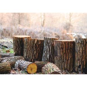 Bois de pin séché au four de qualité supérieure pour l'intérieur et la production de meubles - Product Image 5