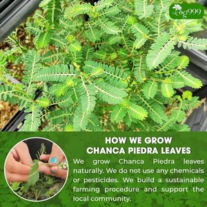 Dried Chanca Piedra <b>Tea</b> Bags Stone Breaker 'Men's Shirts' <b>Tea</b> Traditional Herbal <b>Infusion</b> - Product Image 6